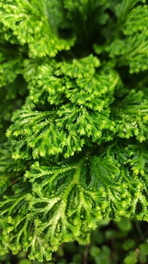 Selaginella martensii — search result for 'Rosa'
