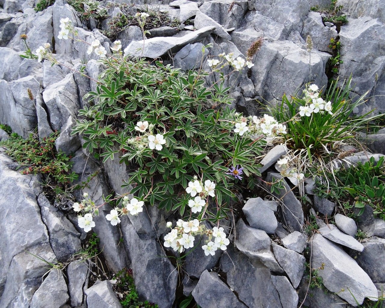 Potentilla alchimilloides habit