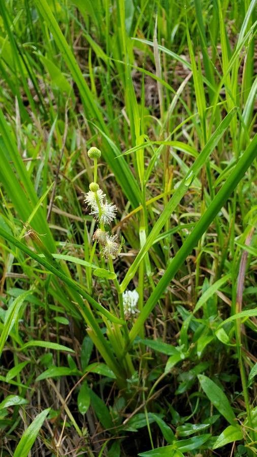 Sparganium americanum flower