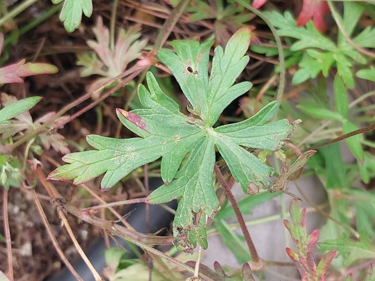 Geranium caffrum leaf