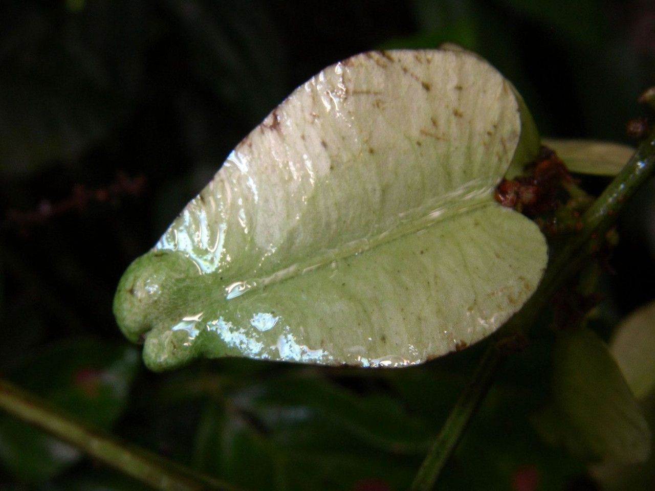 Serjania mexicana fruit