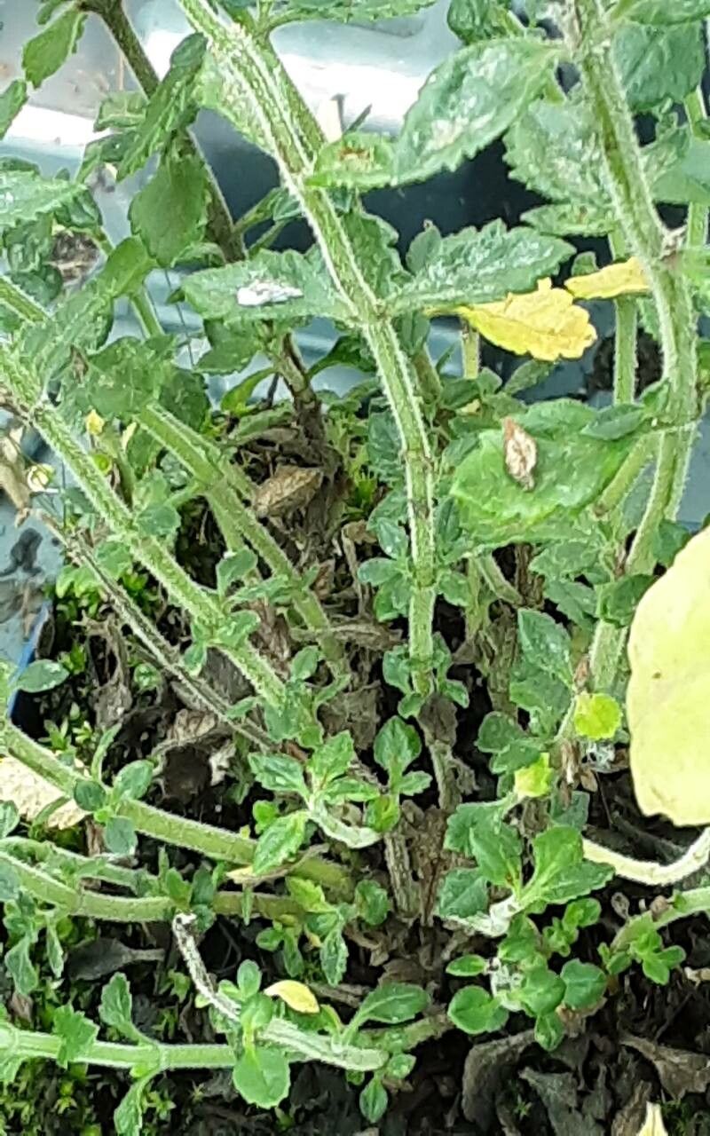 Teucrium × lucidrys bark