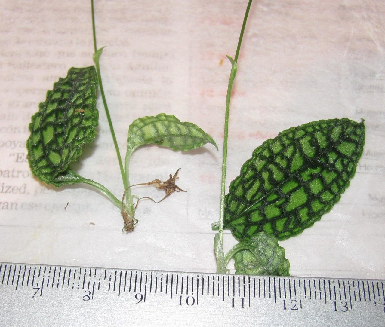 Cranichis reticulata other