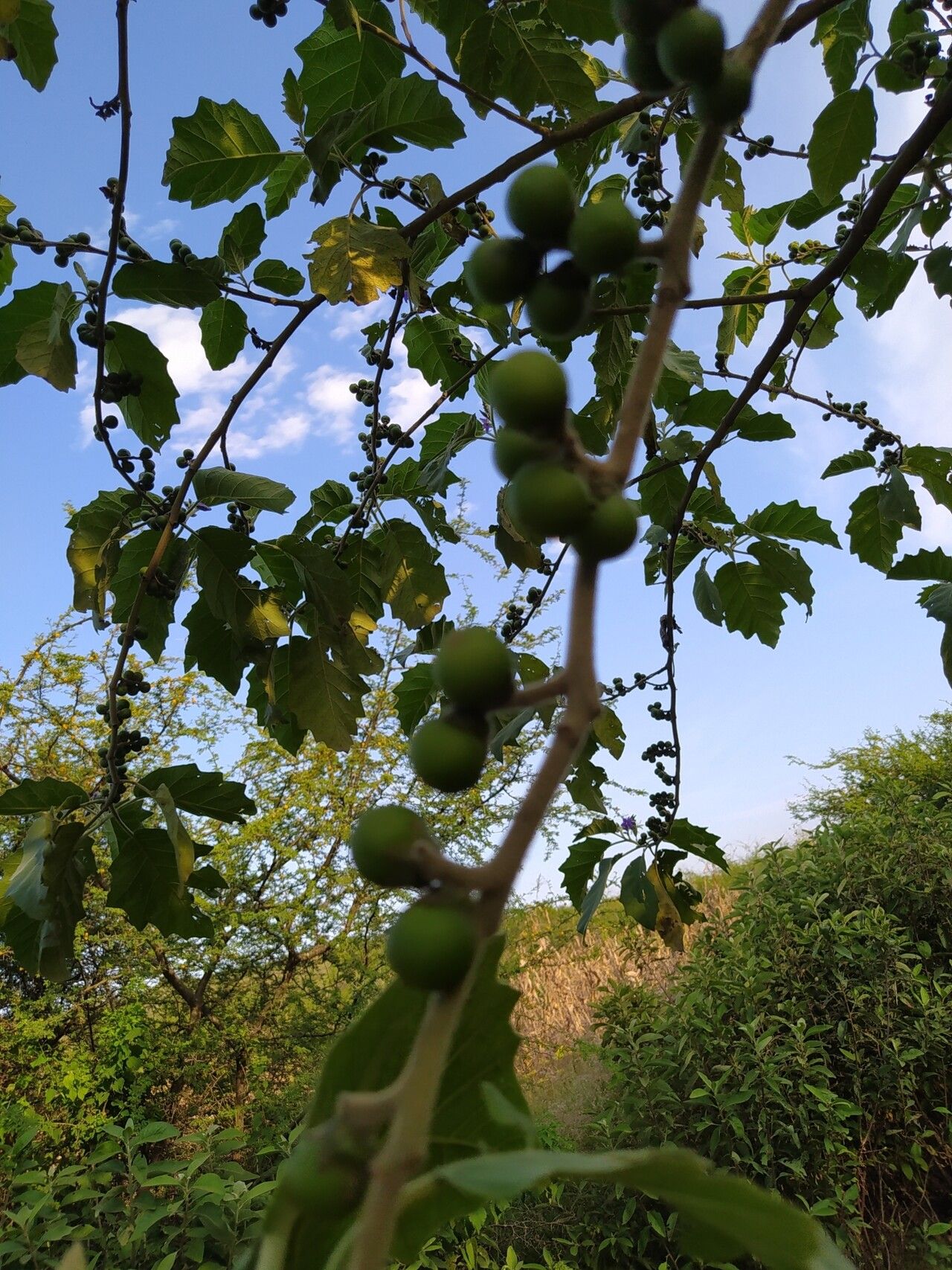 Solanum mitlense fruit