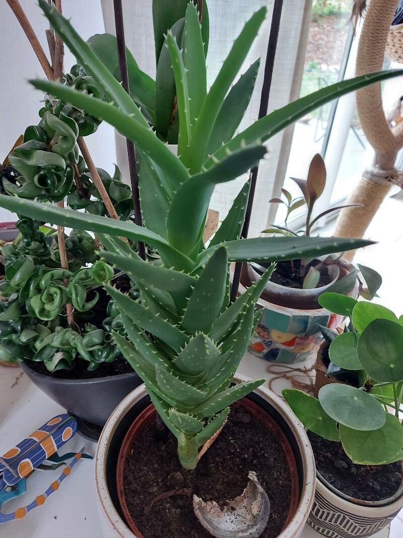 Aloe perfoliata flower
