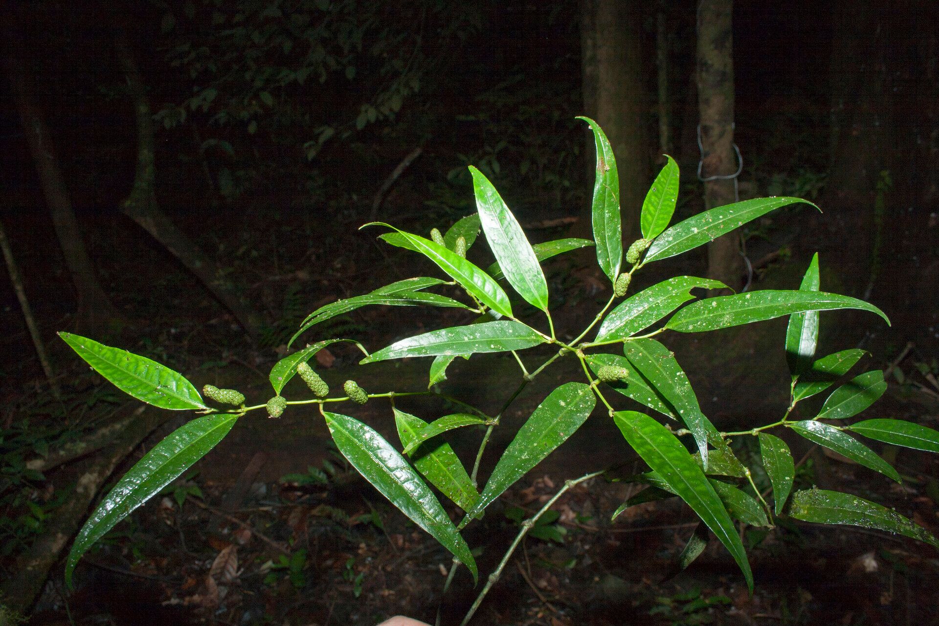 Piper eucalyptifolium habit