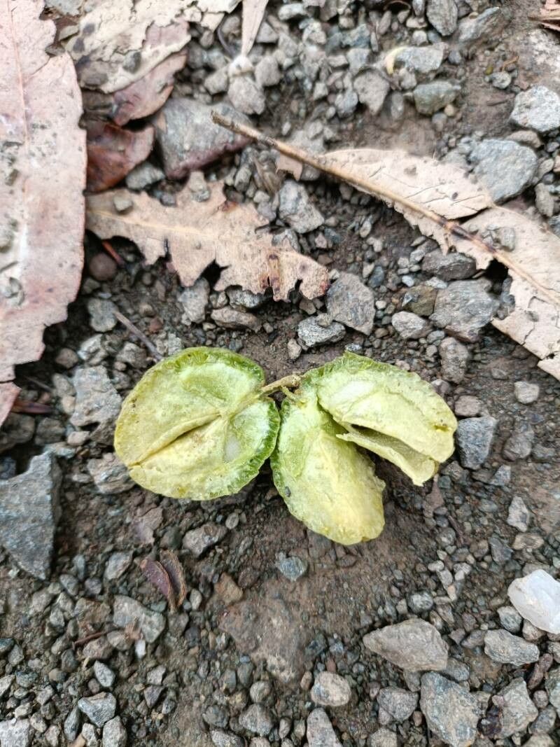 Melicope rubra fruit