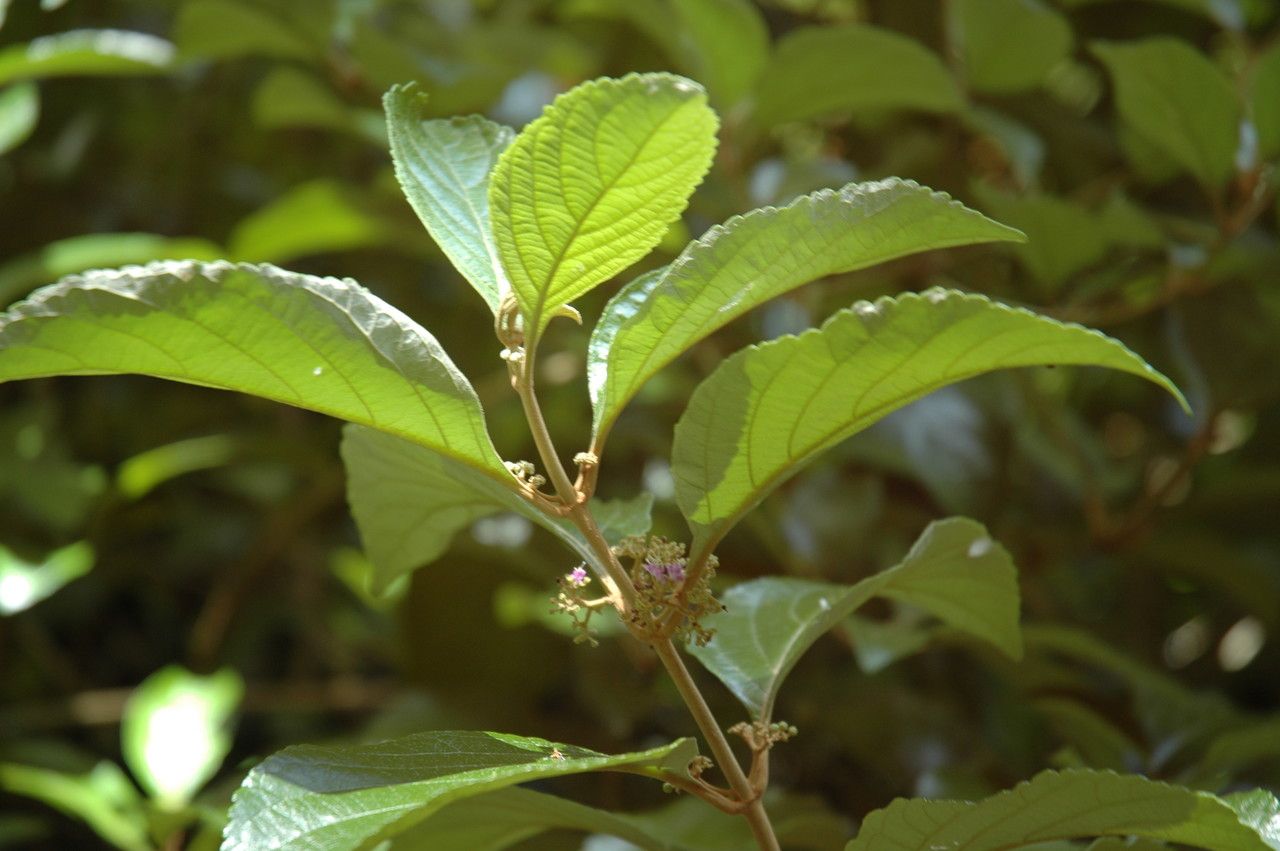 Callicarpa candicans