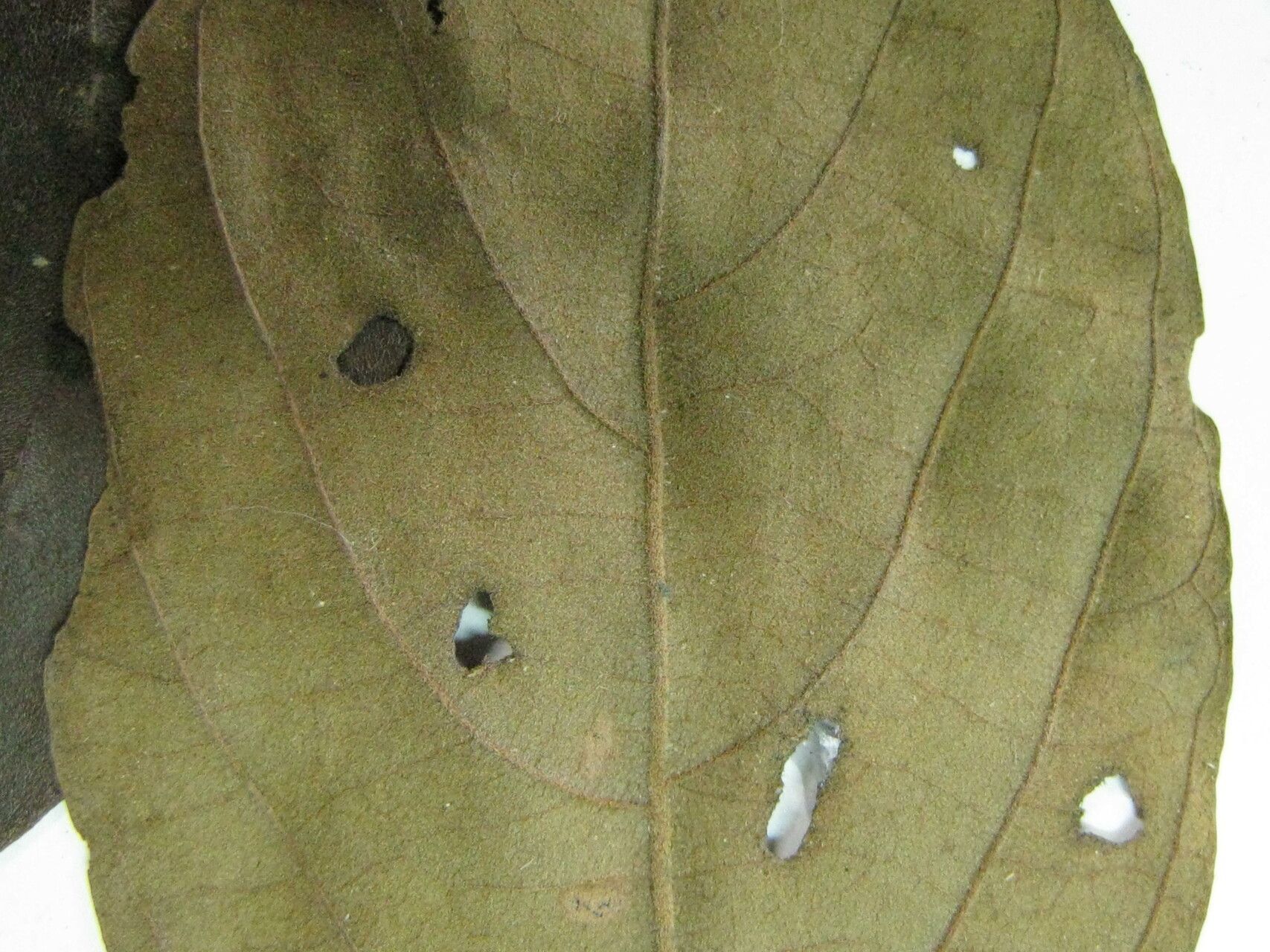 Cordia bicolor other