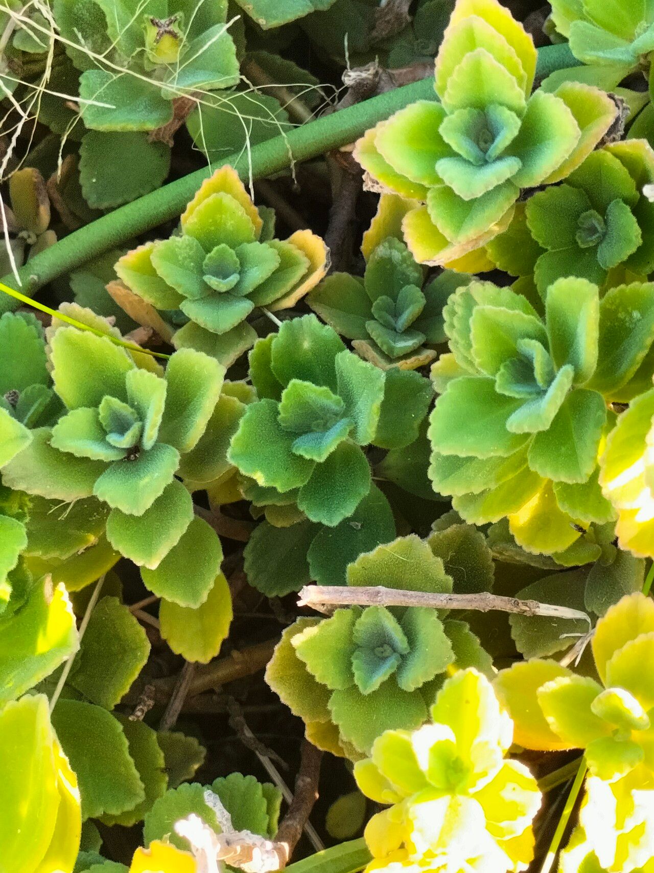 Plectranthus neochilus bark