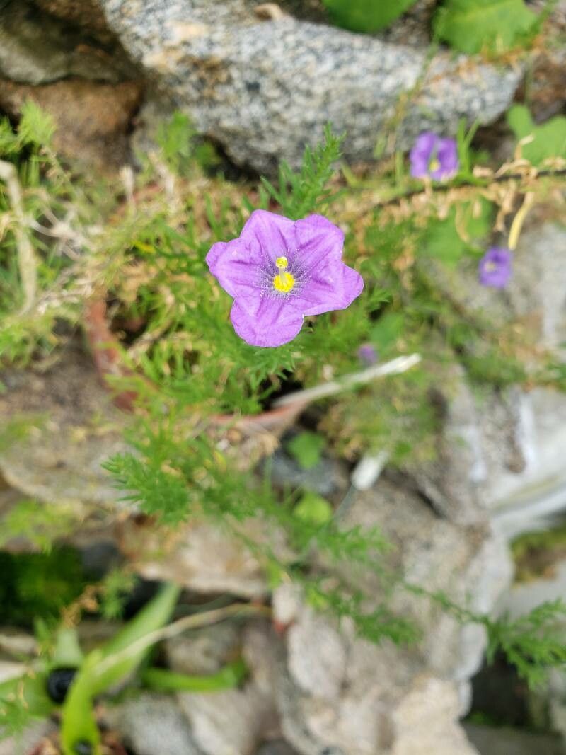 Nierembergia hippomanica flower