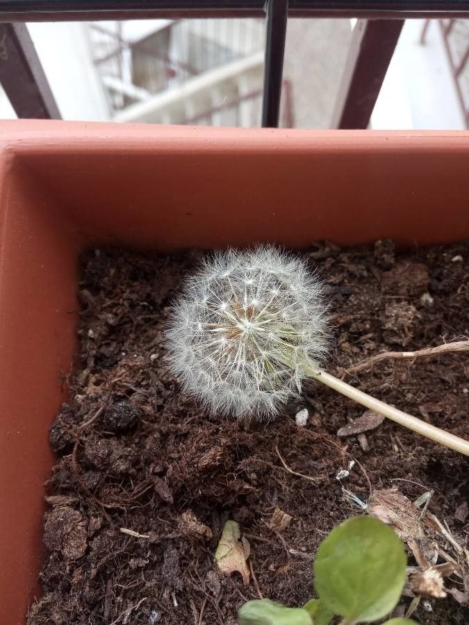 Taraxacum pyrenaicum fruit