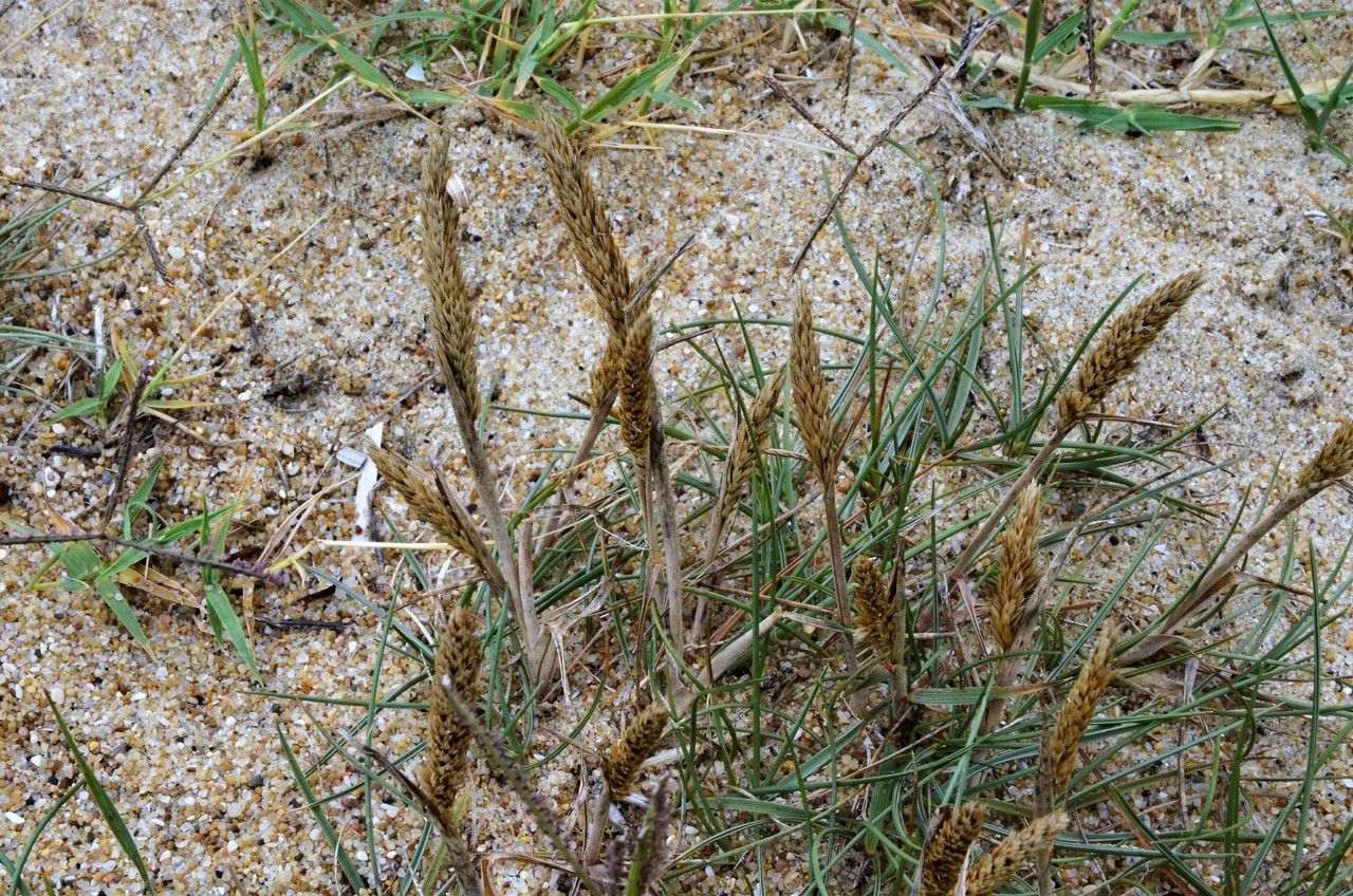 Koeleria arenaria habit
