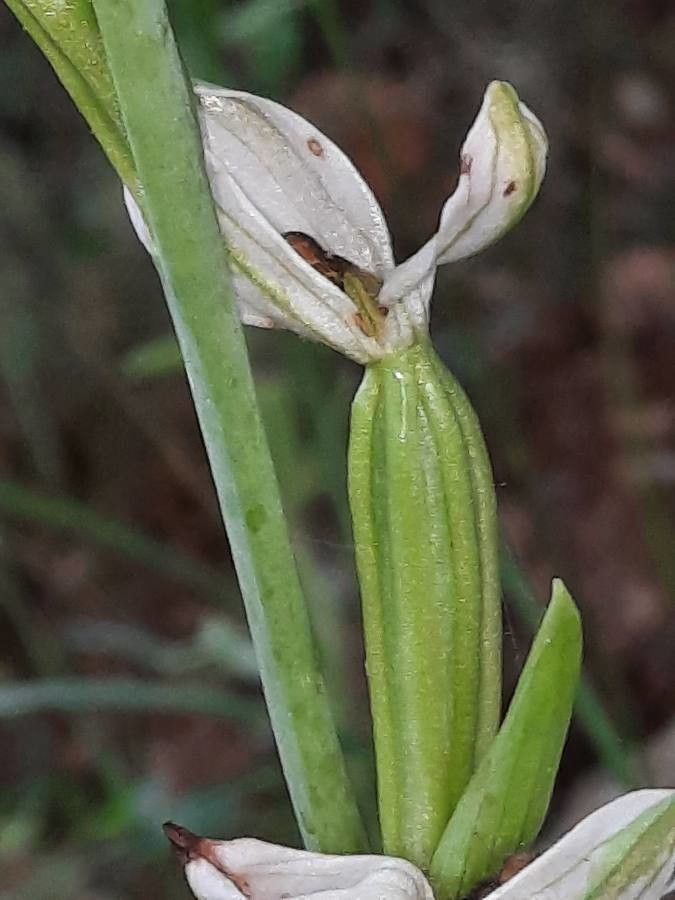 Ophrys apifera fruit
