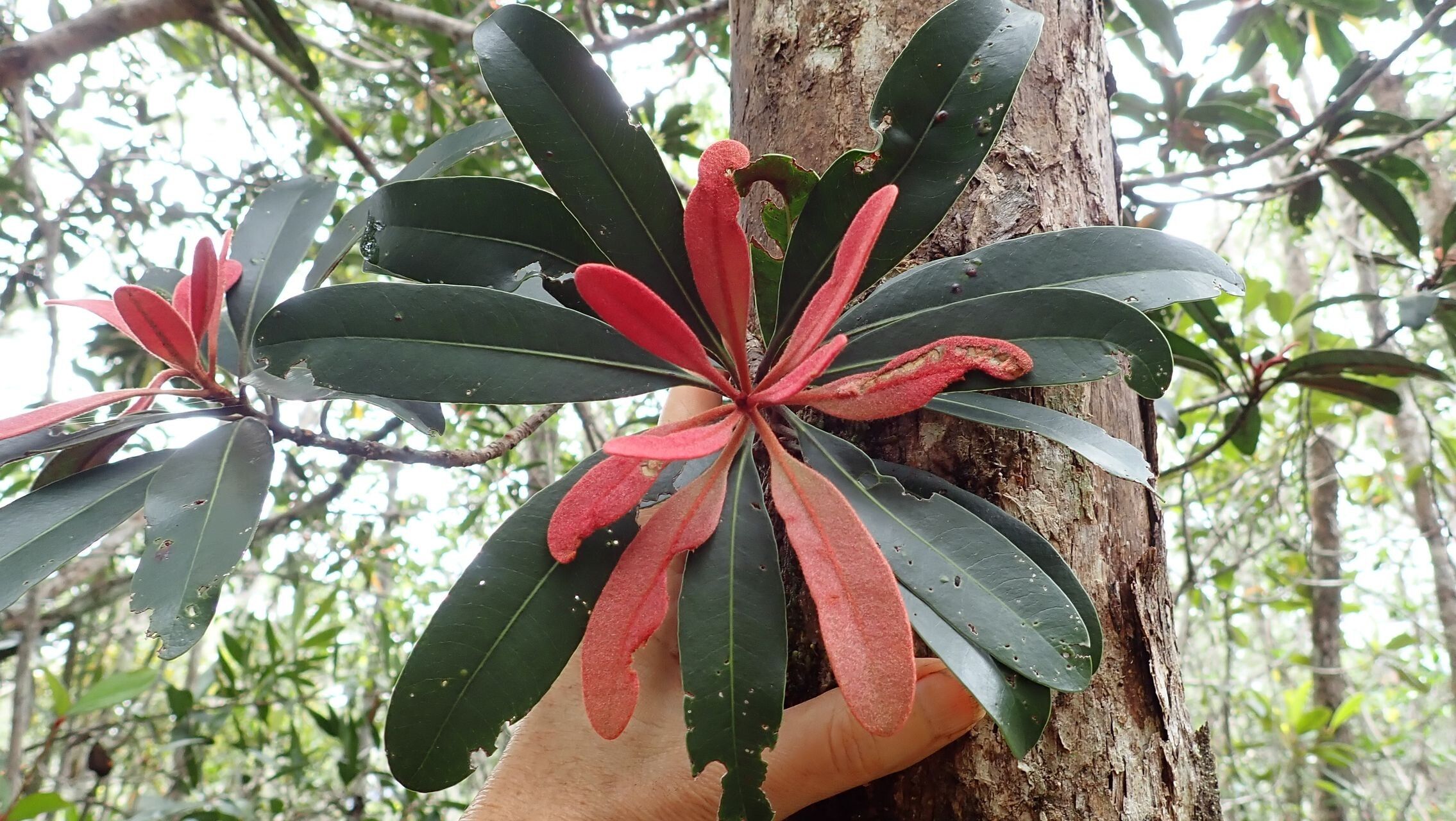 Pycnandra glabella — houseplant care guide