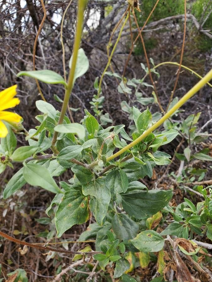 Encelia californica leaf