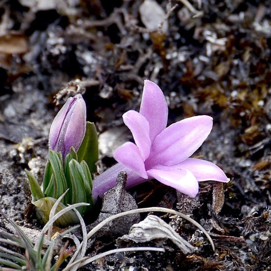 Polygonatum hookeri — houseplant care guide