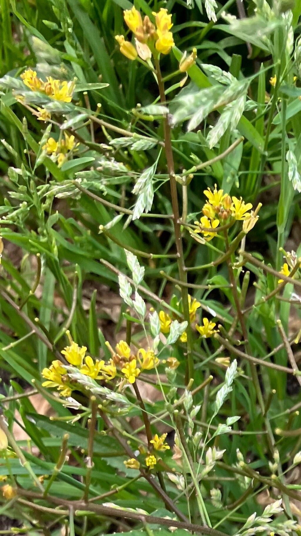 Rorippa indica other