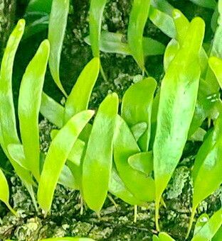 Pyrrosia serpens — houseplant care guide