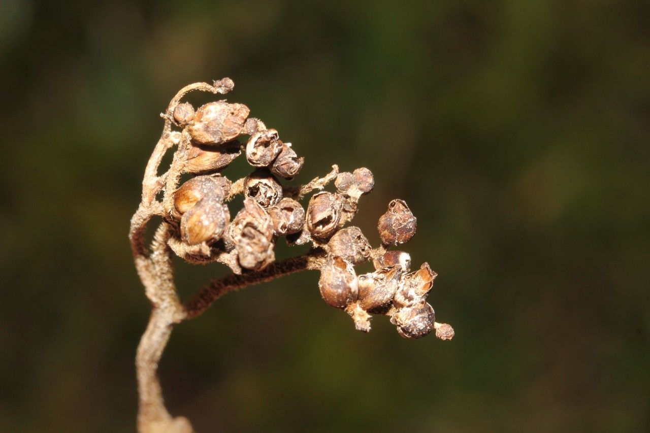 Clibadium surinamense fruit