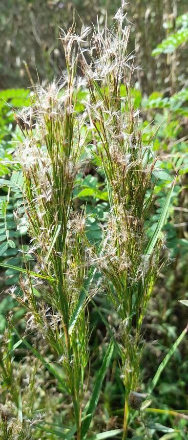 Andropogon microstachys habit