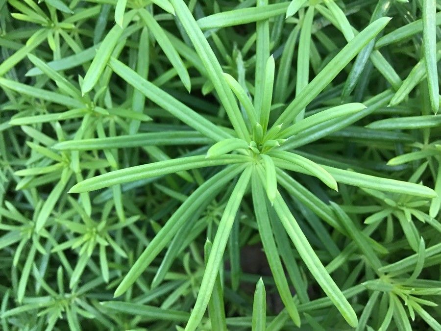 Galium friedrichii — houseplant care guide