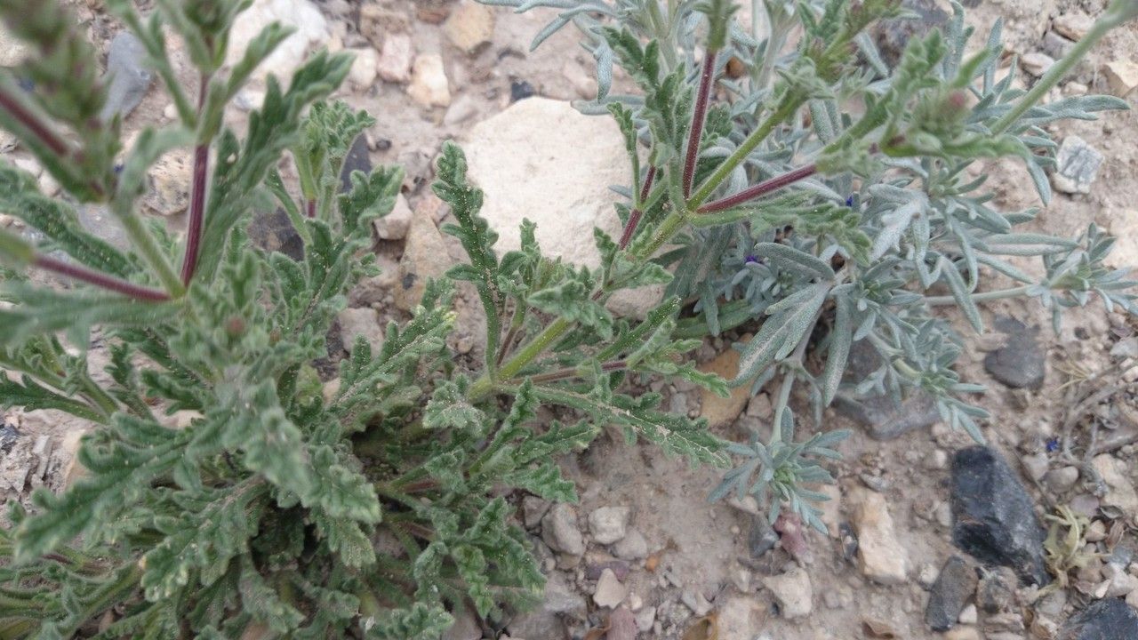 Verbena canescens bark