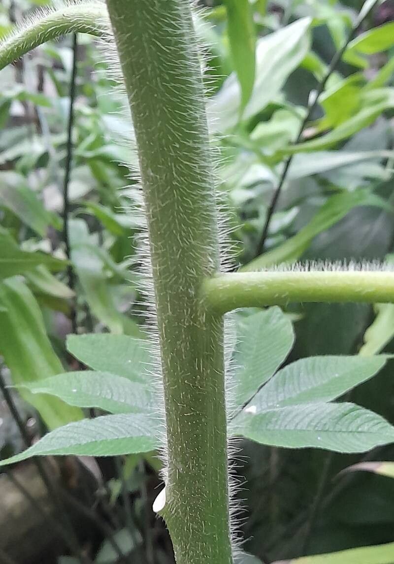 Cleome gigantea bark