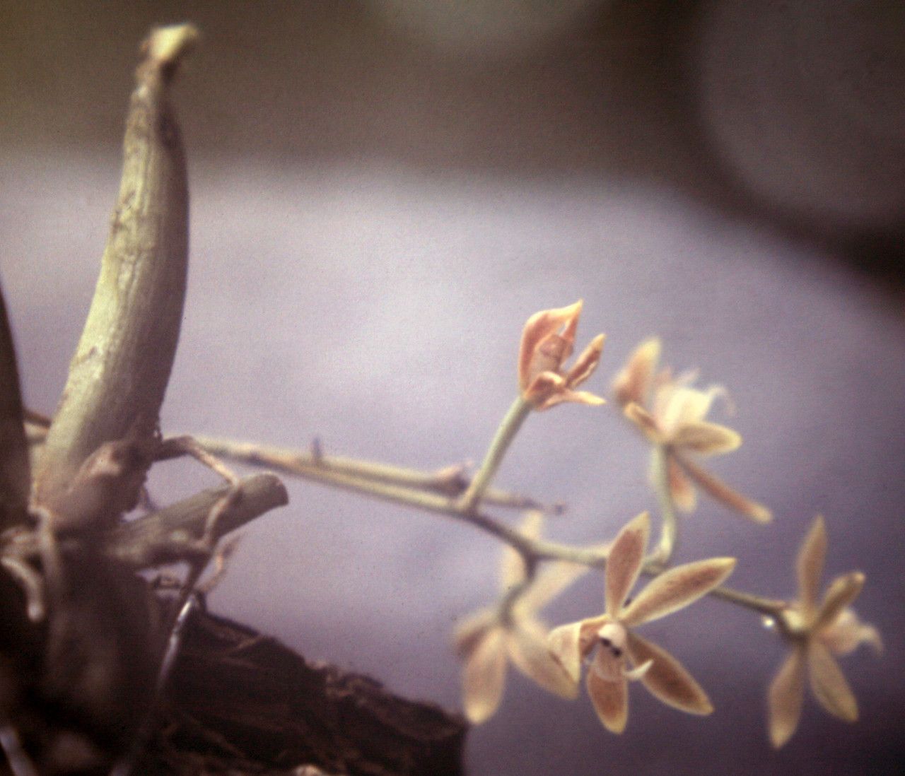 Macradenia lutescens — search result for 'Bahamas'