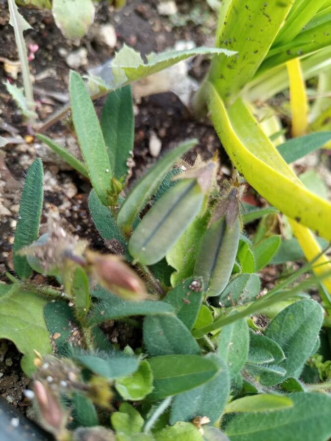 Crotalaria sagittalis fruit