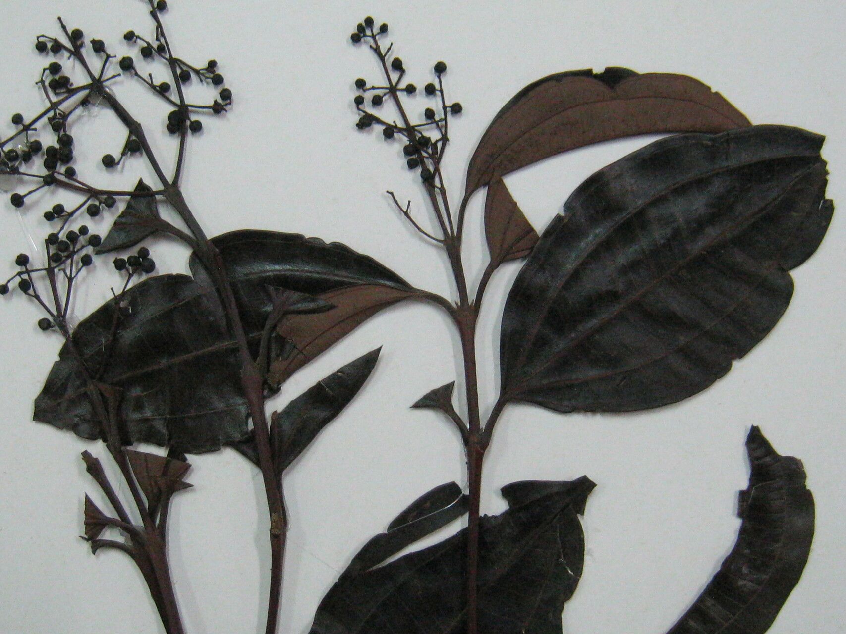 Miconia pyrifolia other