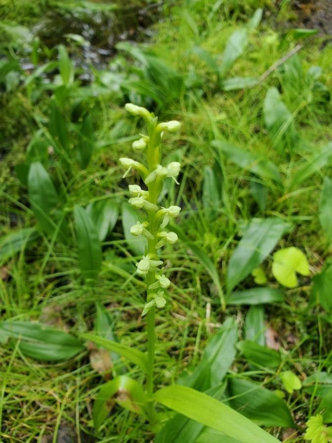 Platanthera aquilonis flower