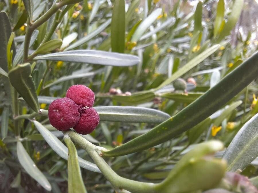 Cneorum tricoccon fruit