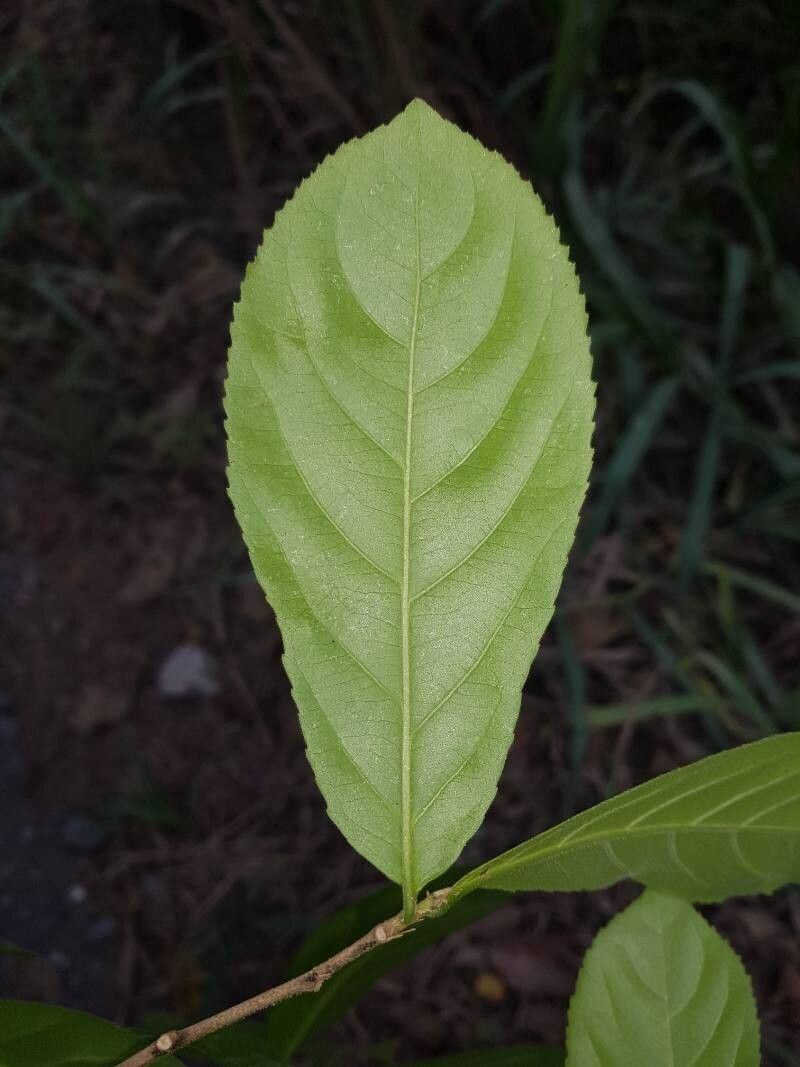 Casearia hirsuta — houseplant care guide