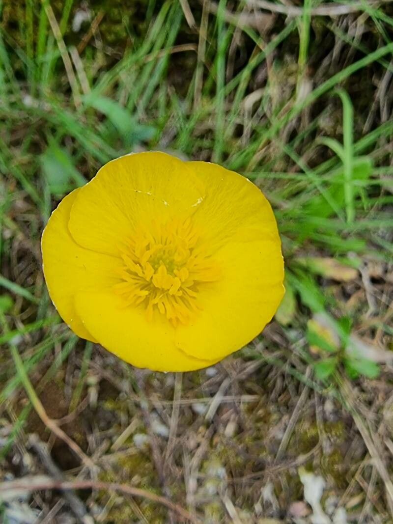 Ranunculus bupleuroides flower