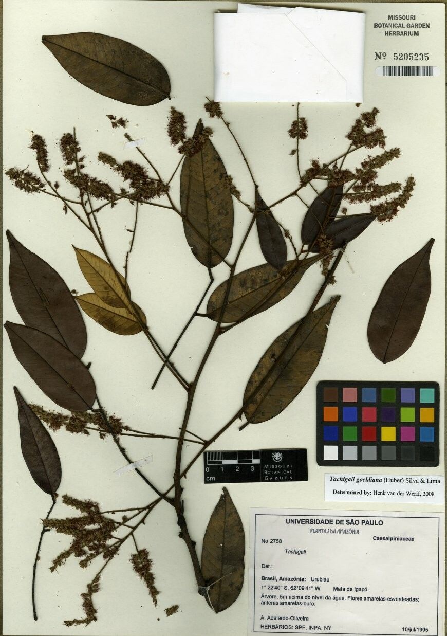 Tachigali goeldiana — houseplant care guide