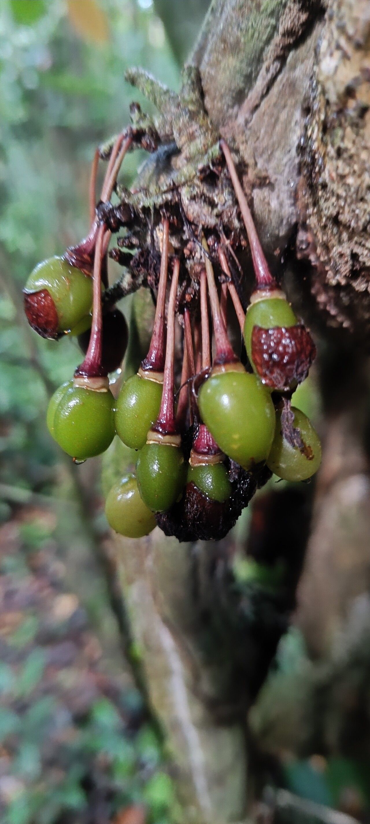 Mendoncia lindaviana — houseplant care guide