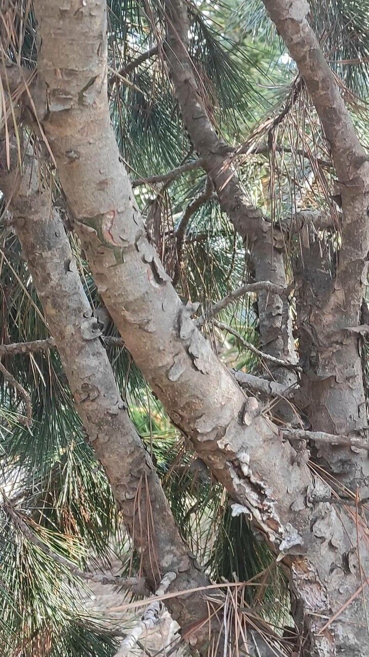 Pinus gerardiana bark