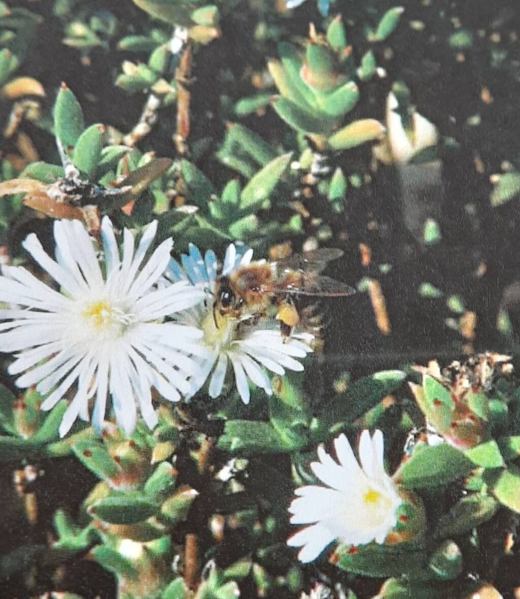 Trichodiadema imitans habit