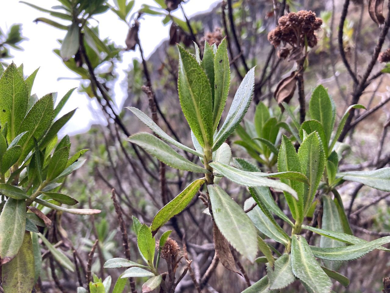 Baccharis prunifolia leaf