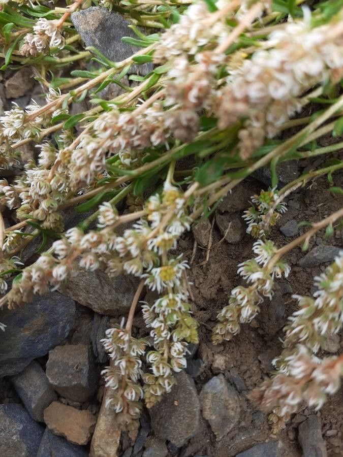 Sesamoides pygmaea flower