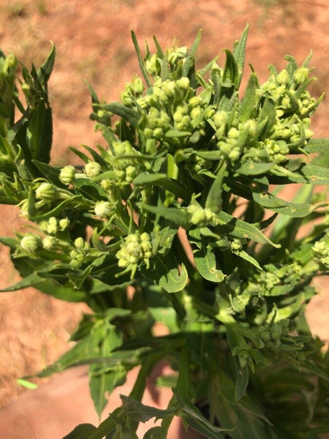 Helenium microcephalum flower
