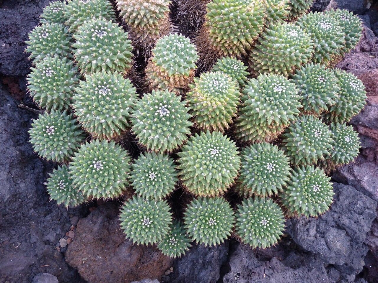 Mammillaria magnimamma bark