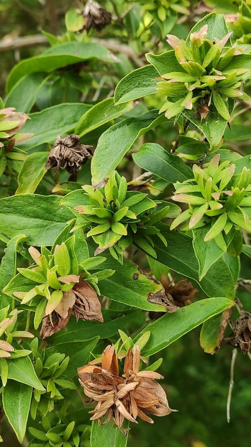 Zabelia tyaihyoni fruit