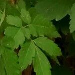 Cardiospermum halicacabum