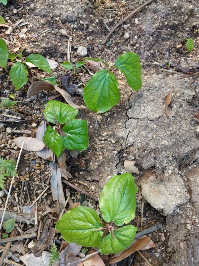 Trillium govanianum — search result for 'Trillium'