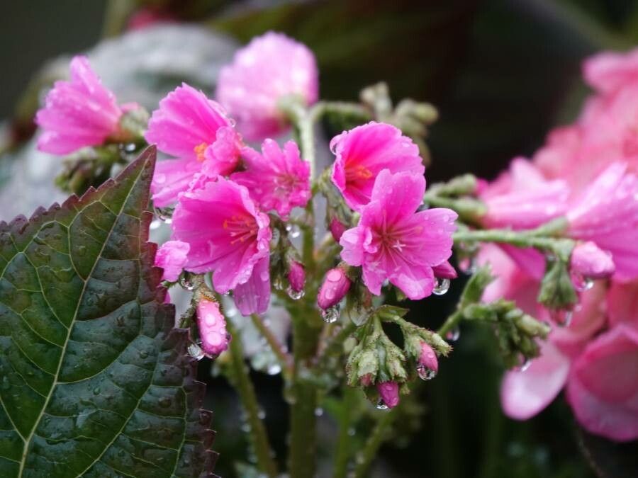 Lewisia longipetala flower