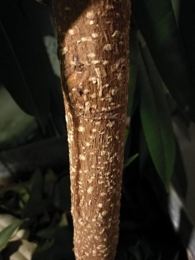 Ficus longifolia bark