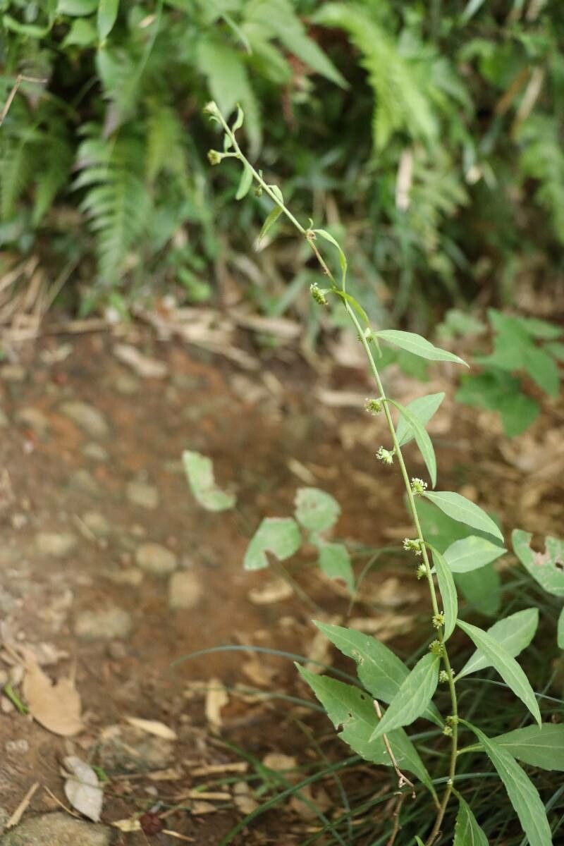 Aster verticillatus — houseplant care guide