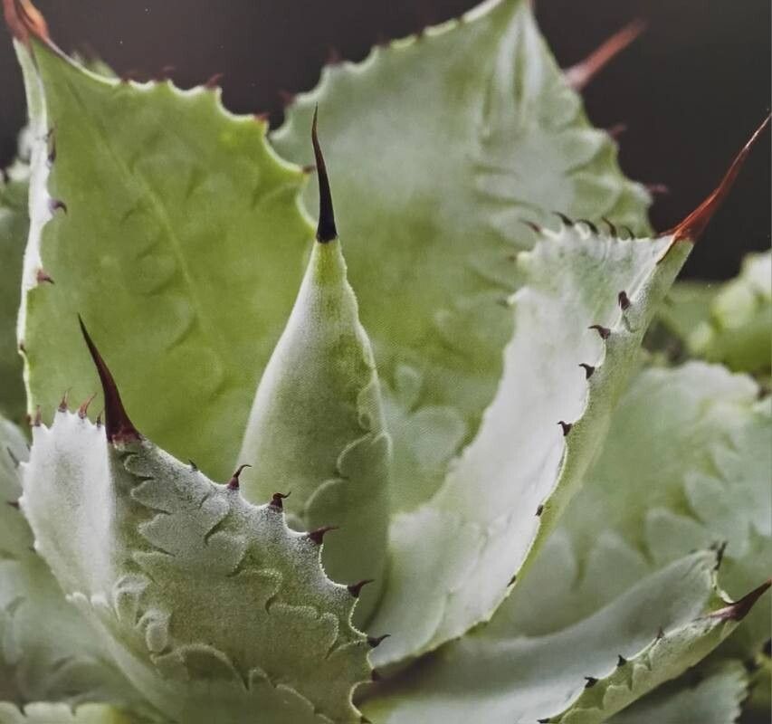 Agave guadalajarana — houseplant care guide